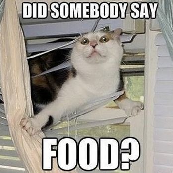 Cat in blinds with words "Did somebody say food?"