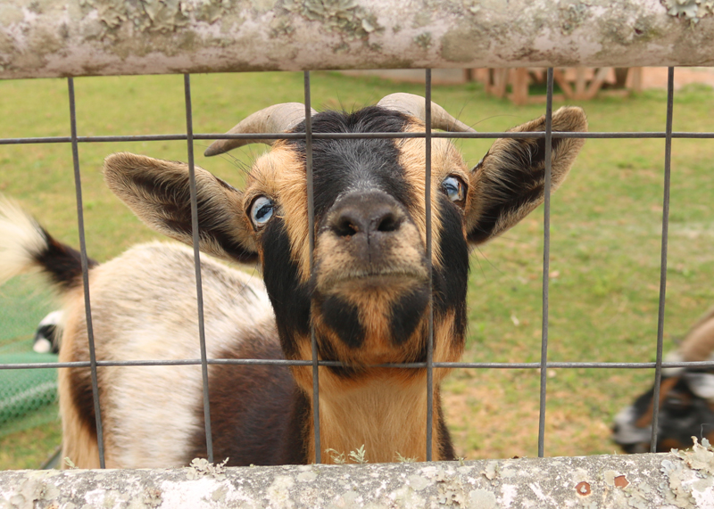 SK - Rose Therapeutic Farm 01