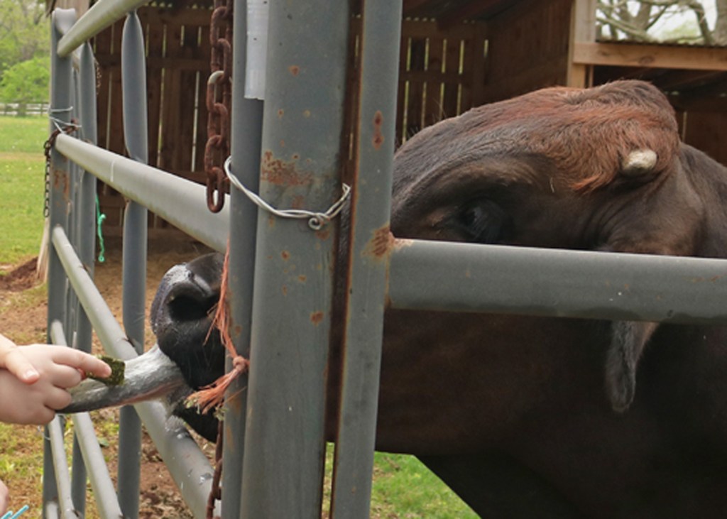 SK - Rose Therapeutic Farm 04